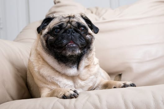 Pug Laying on Couch