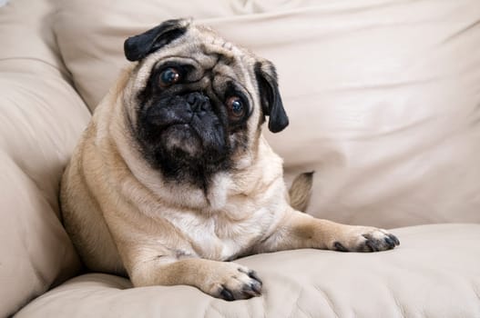 Pug Laying on Couch
