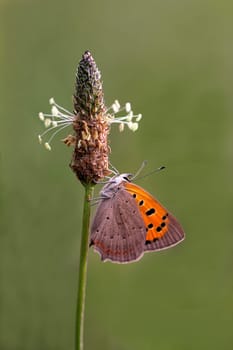 The Lesser Fire Butterfly (Lycaena phlaeas) on Plantain (Plantago lanceolata)