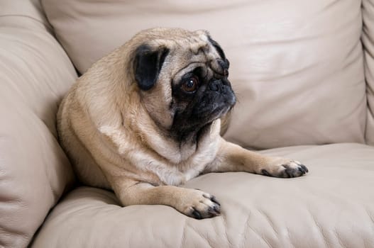 Pug Laying on Couch