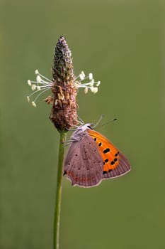 Lesser Fire Butterfly [Lycaena phlaeas]