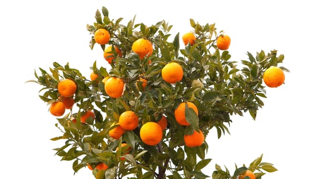 Beautiful tree filled with mandarin fruit isolated on white background