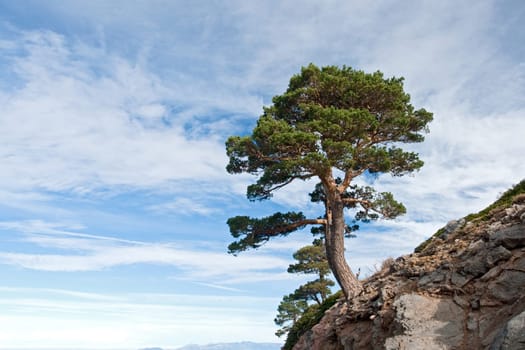 Dangerous tree located on a cliff with a beautiful sea of clouds background