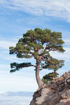 Dangerous tree located on a cliff with a beautiful sea of clouds background