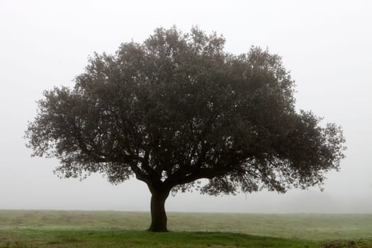 Large lone tree surrounded by fog