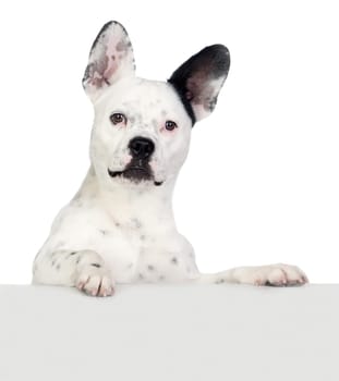 Funny dog black and white with big ears isolated