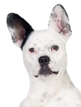 Funny dog black and white with big ears isolated