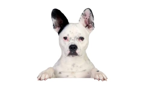 Funny dog black and white on white poster