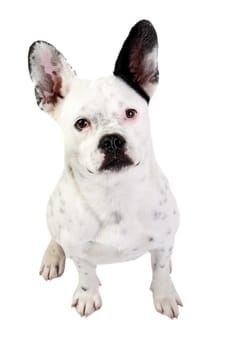 Funny dog black and white with big ears isolated