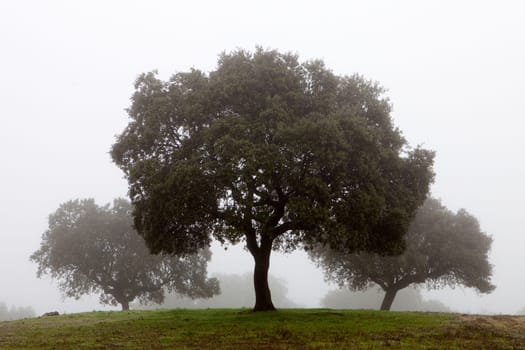 Many trees surrounded by fog