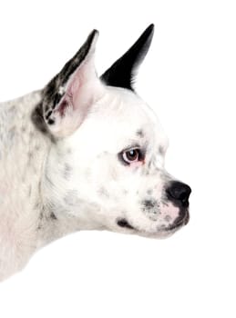 Funny dog black and white with big ears from side isolated