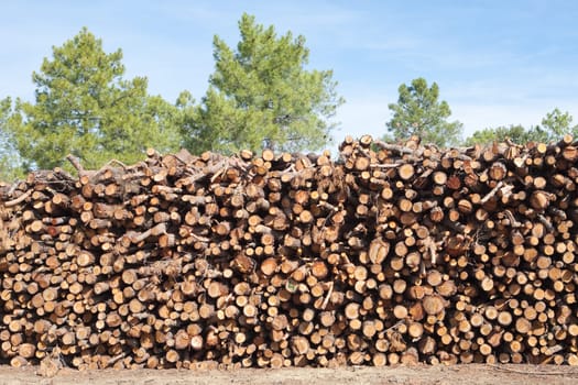 Pine firewood stacked in a pine forest