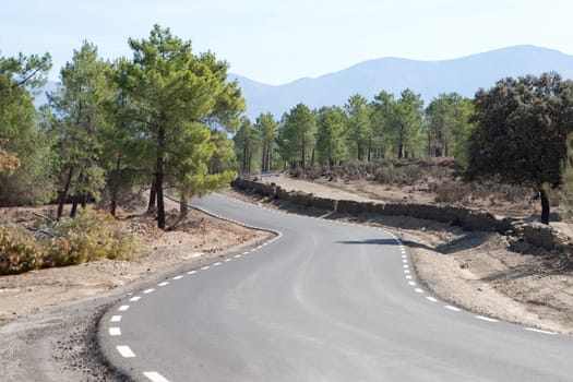 Lonely road in the middle of a pine forest on the mountain