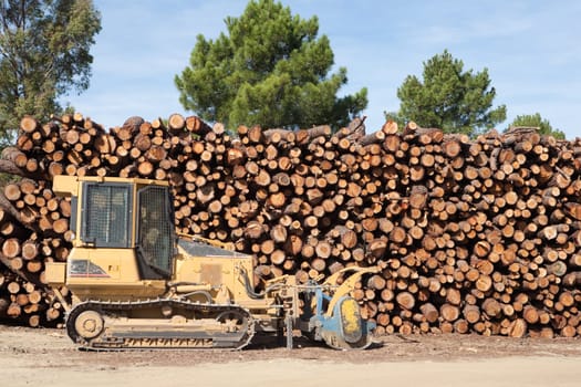 Pine firewood stacked in a pine forest and bulldozer