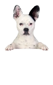 Funny dog black and white on white poster