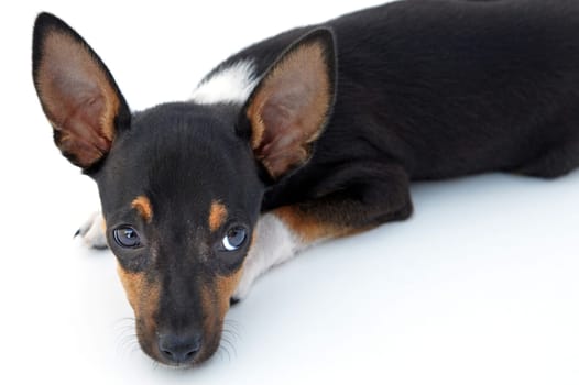 Adorable sad dog on a over white background