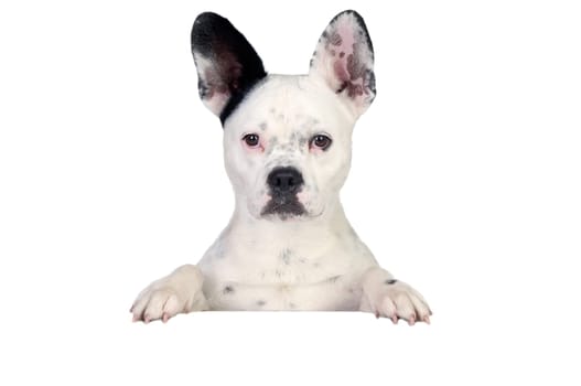 Funny dog black and white on white poster