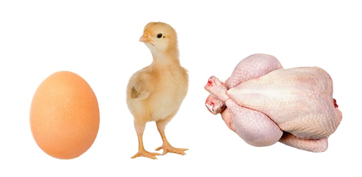 Industry chicken. First the egg, then chicken and finally the meat