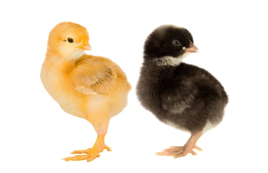 Two little chickens of different colors on a over white background
