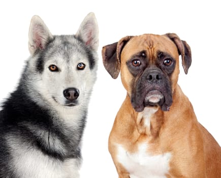 Two dogs of different breeds isolated on a white background