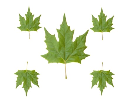 five green leaves isolated on a white background
