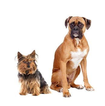 Two dogs of different breeds isolated on a white background