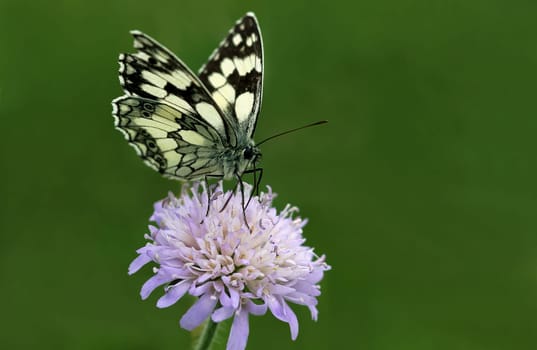 Melanargia galathea