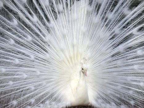 White peacock displaying his beautiful tail feathers elegant