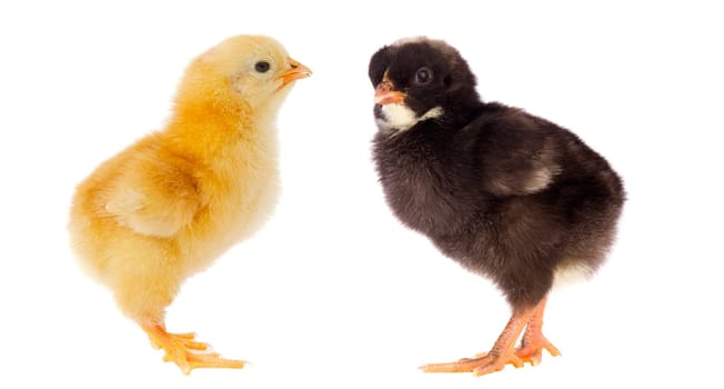 Two little chickens of different colors on a over white background