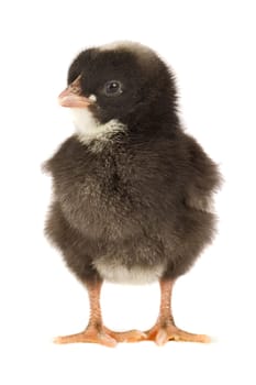 Black little chicken a over white background