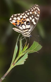Papilio demodocus
