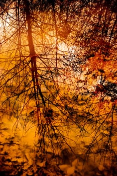 a tree reflection in autumn
