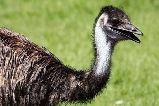 Neck and Head of an Emu