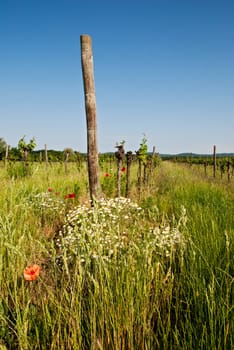 Vineyard with grass