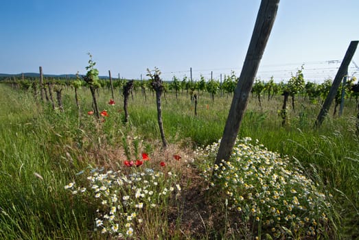 Vineyard with poppies