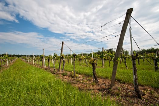Wine plantation