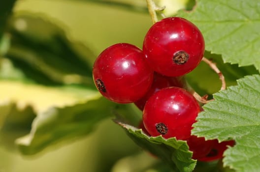 Currants