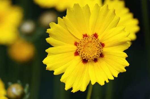Girl's eye,Coreopsis