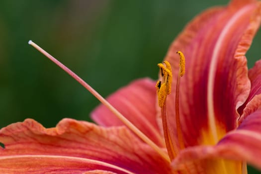 Lily orange