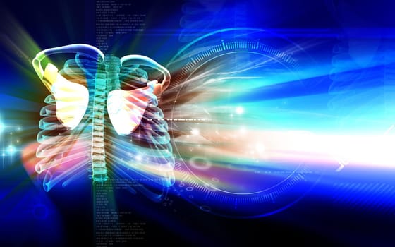Digital illustration of collar bone in colour background