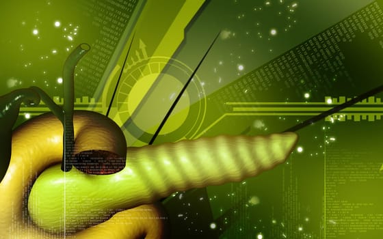 Digital illustration of pancreas in colour background