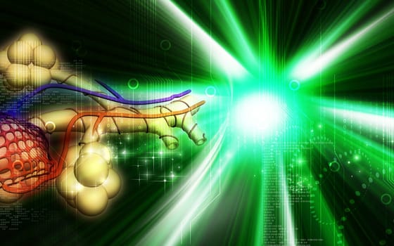 Digital illustration of alveoli in colour background