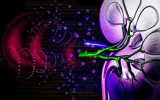 Digital illustration of kidney in colour background