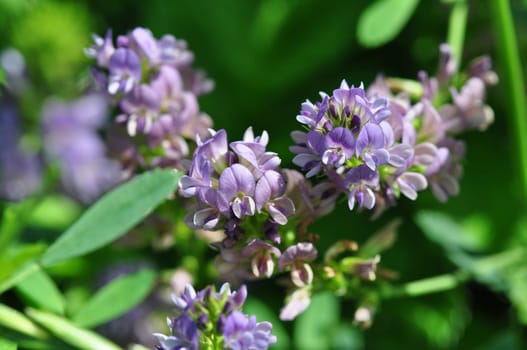Wildpflanze-Luzerne Medicago sativa
