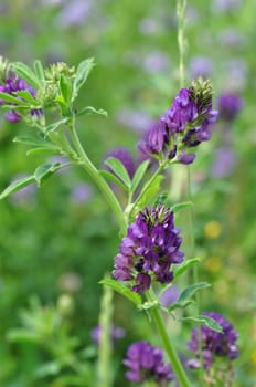 Wildpflanze-Luzerne Medicago sativa