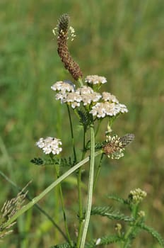 Wildpflanzen-Schafsgarbe