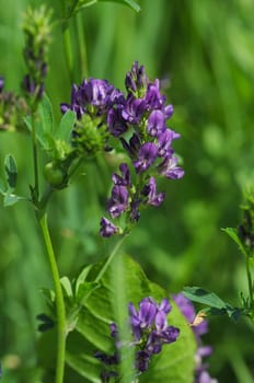 Wildpflanze-Luzerne Medicago sativa