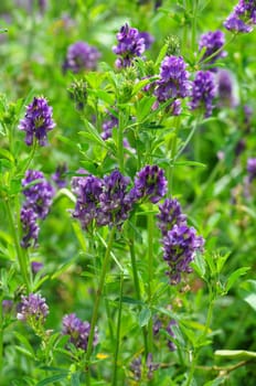 Wildpflanze-Luzerne Medicago sativa
