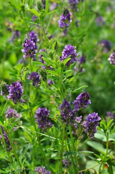 Wildpflanze-Luzerne Medicago sativa