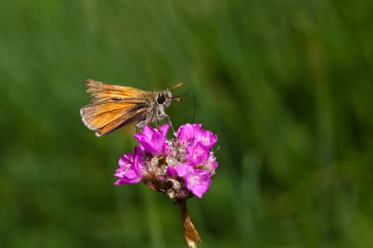 Brown Thick-headed Butterfly